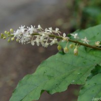 Rivina humilis L.